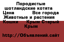 Породистые шотландские котята. › Цена ­ 5 000 - Все города Животные и растения » Кошки   . Крым,Старый Крым